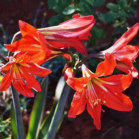 Flower Garden Rhapsody - Modern Family Apartments Near Fažana Exterior foto
