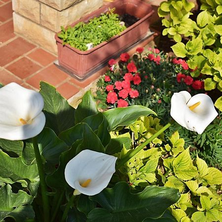 Flower Garden Rhapsody - Modern Family Apartments Near Fažana Exterior foto