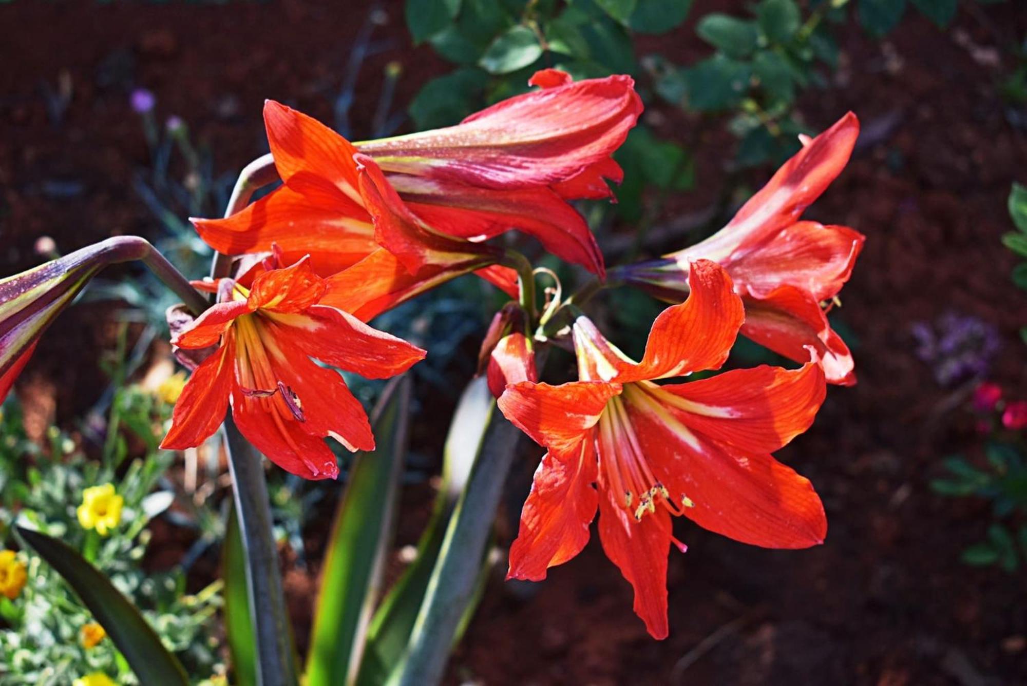 Flower Garden Rhapsody - Modern Family Apartments Near Fažana Exterior foto