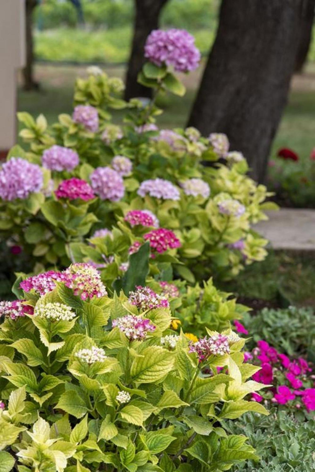 Flower Garden Rhapsody - Modern Family Apartments Near Fažana Exterior foto